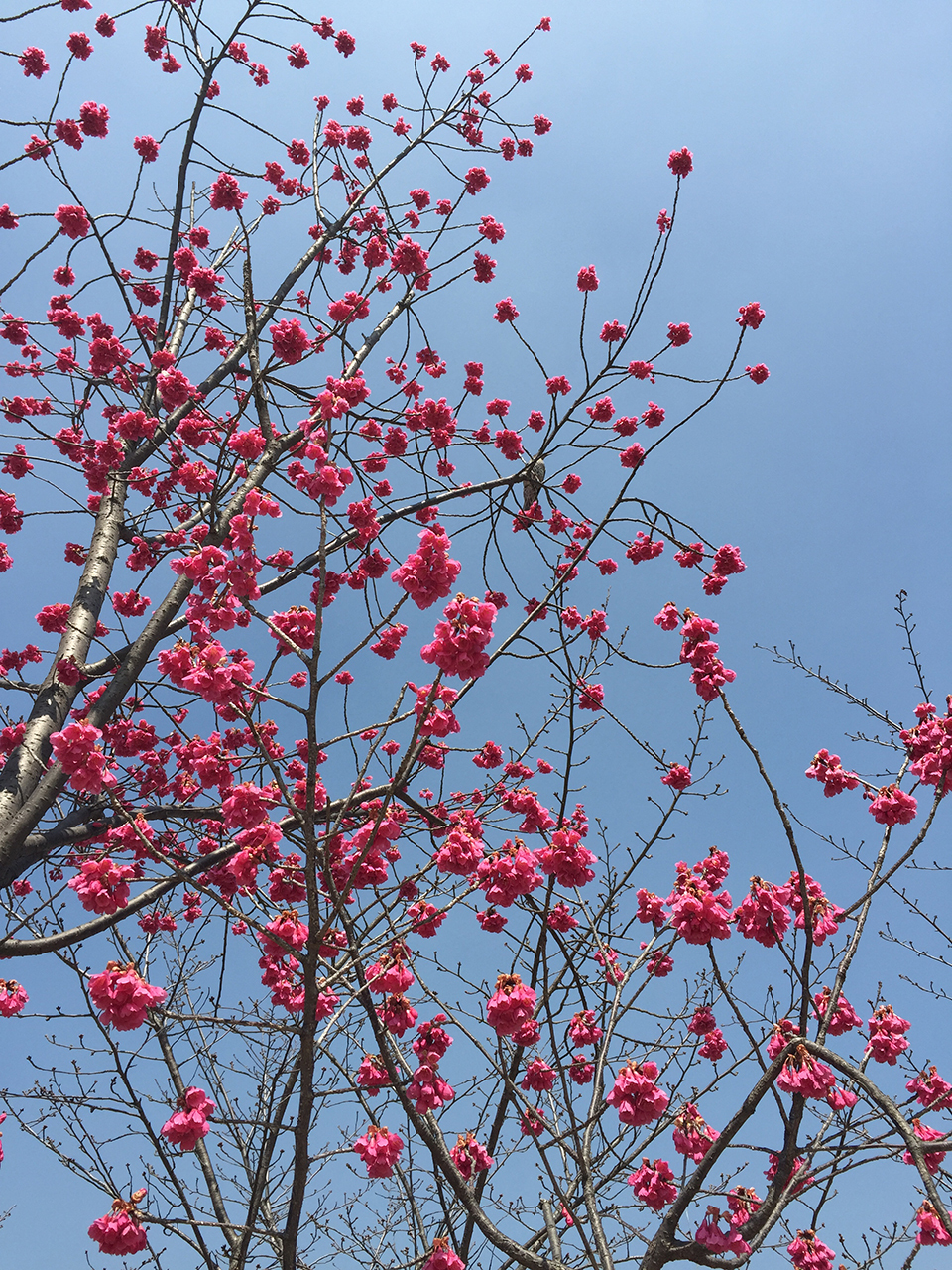 iPhone 6 Plusで使える交換式レンズ、olloclip 4-IN-1 PHOTO LENSを買ったから紹介してみる!の画像13