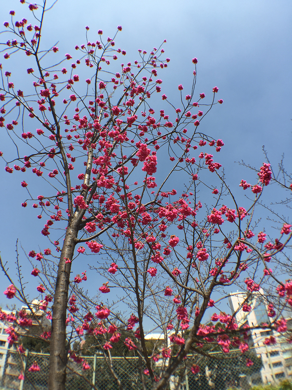 iPhone 6 Plusで使える交換式レンズ、olloclip 4-IN-1 PHOTO LENSを買ったから紹介してみる!の画像14