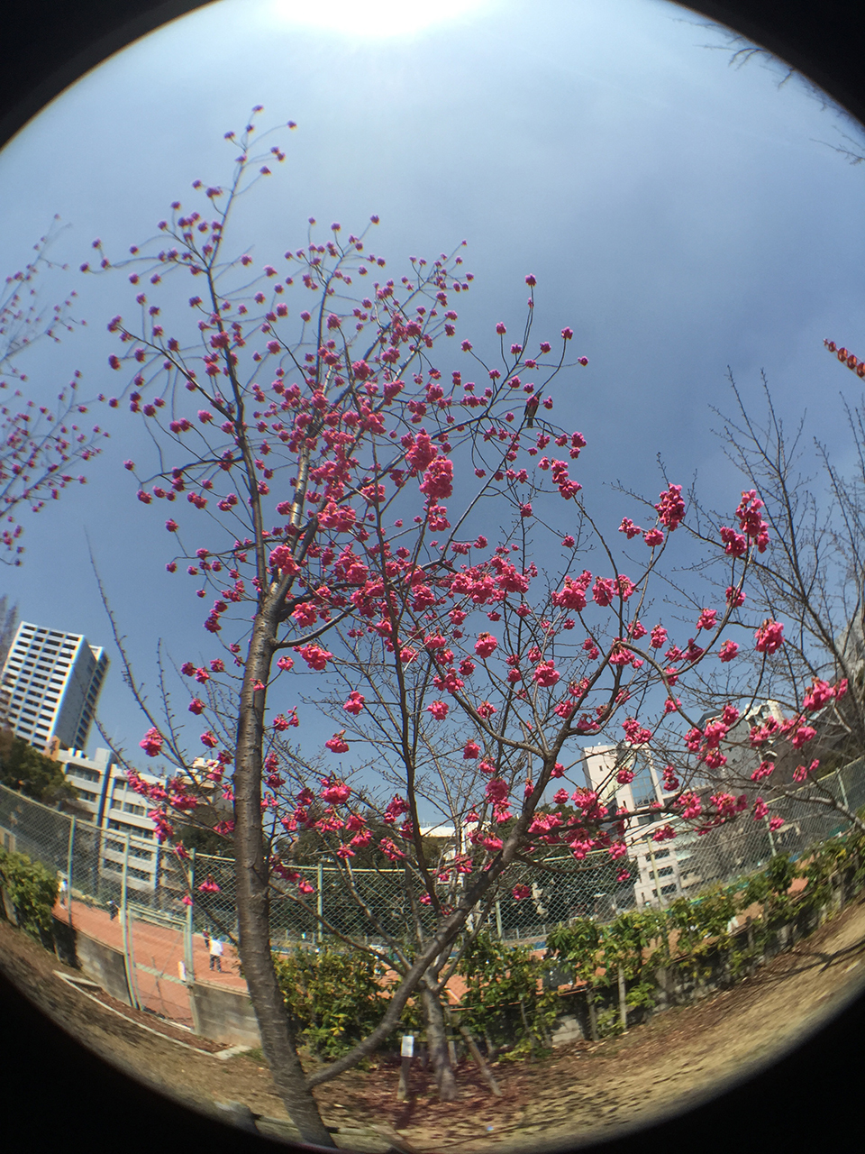 iPhone 6 Plusで使える交換式レンズ、olloclip 4-IN-1 PHOTO LENSを買ったから紹介してみる!の画像15