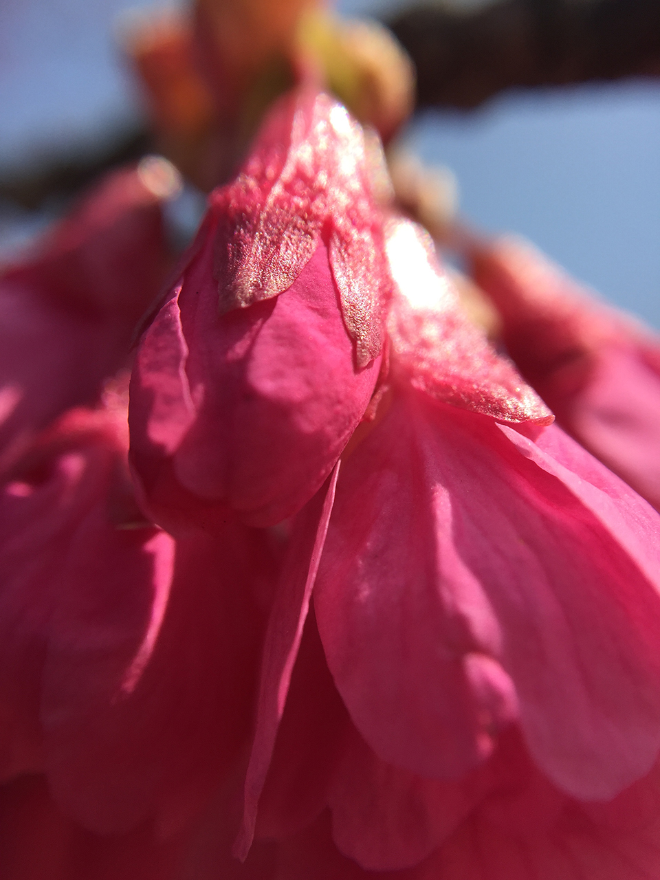 iPhone 6 Plusで使える交換式レンズ、olloclip 4-IN-1 PHOTO LENSを買ったから紹介してみる!の画像16