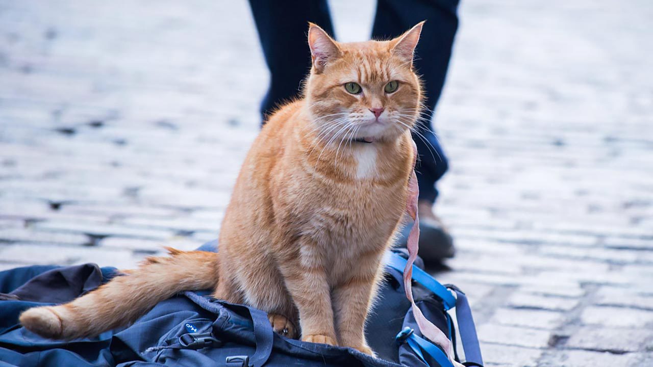 映画『ボブという名の猫 幸せのハイタッチ』は、猫のモフモフも物語もすごく良かった!の画像04